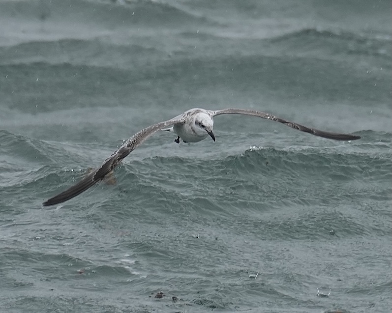 Mediterranean gull